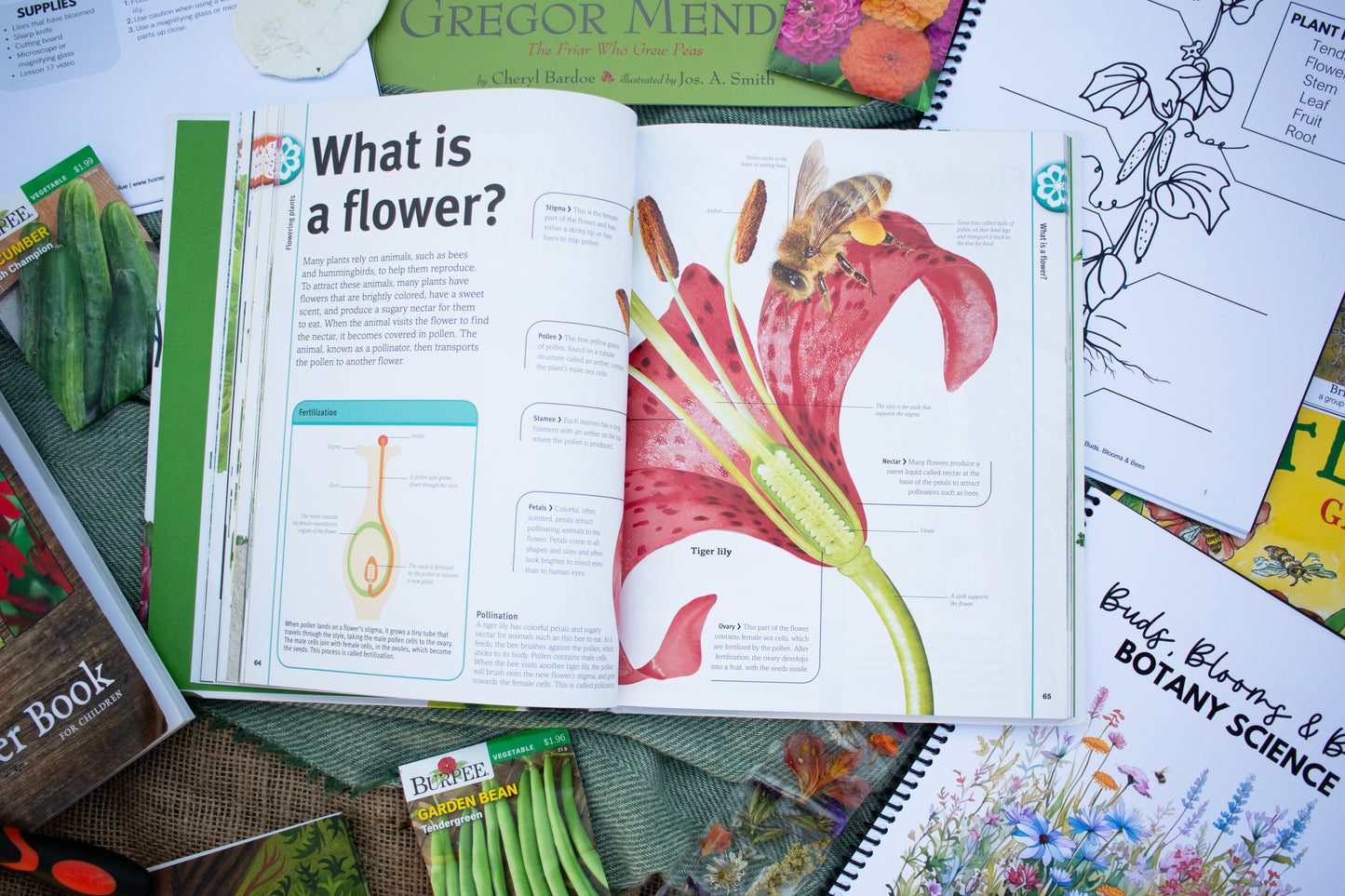 Buds, Blooms & Bees Botany Science